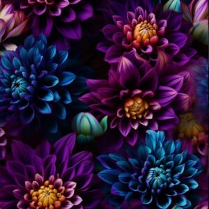 Kočárkovina Jiřinky modrofialové