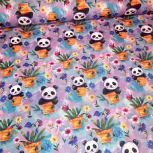 Kočárkovina Panda v květináči