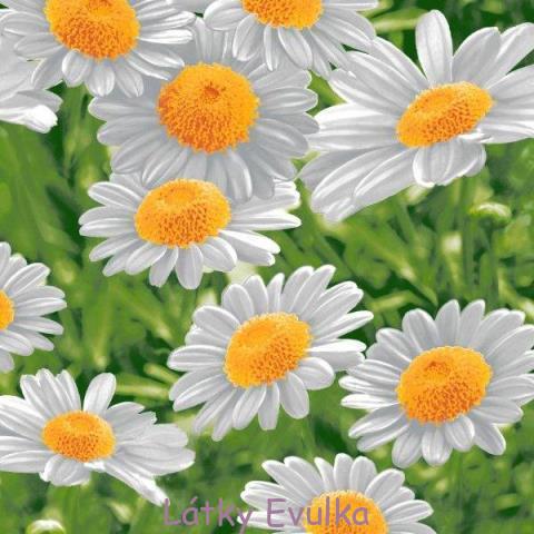 Vaflovina Kopretiny - Obrázek 2