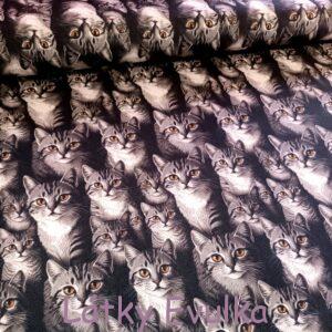 Kočárkovina Šedé kočičky