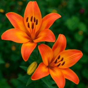 PANEL ORANŽOVÉ LILIE