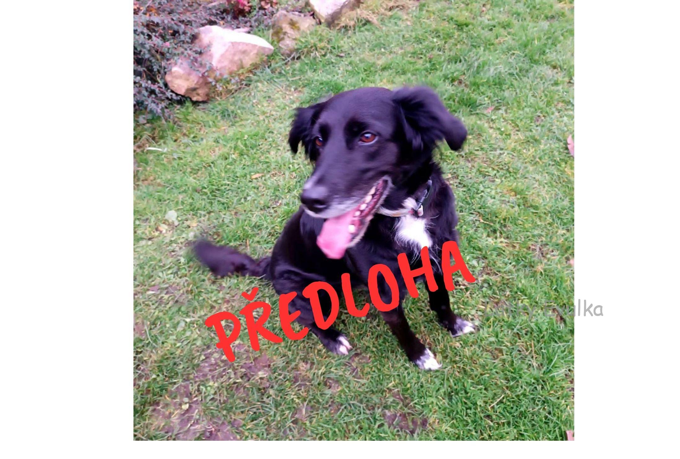 PANEL ŇUŇÁNEK - VLASTNÍ MAZLÍČEK - Obrázek 2