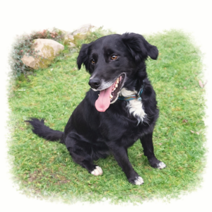 PANEL – VLASTNÍ MAZLÍČEK - REALISTICKÁ ILUSTRACE