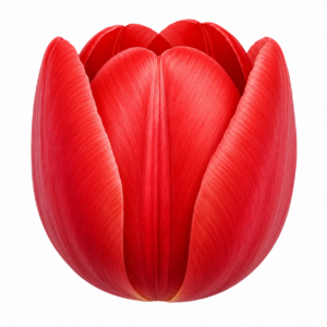 PANEL ŇUŇÁNEK ČERVENÝ TULIPÁN